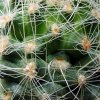 Pediocactus _paradinei _RP80_ 04